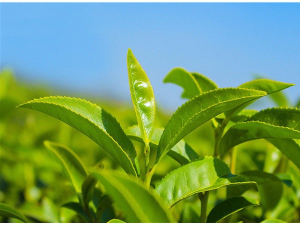 茶叶的采摘技术，较佳种植时间？